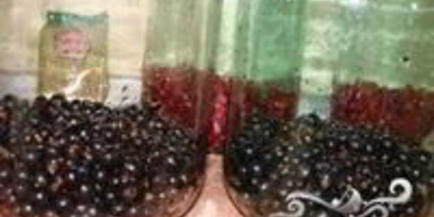 компот из черной смородины