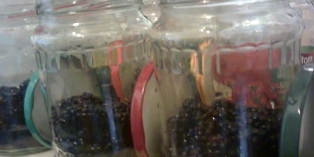 компот из ежевики