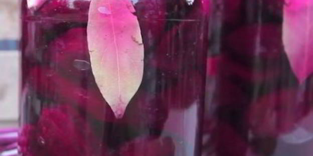 квашеная свекла