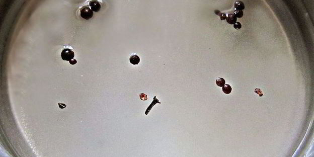 маринованная красная капуста