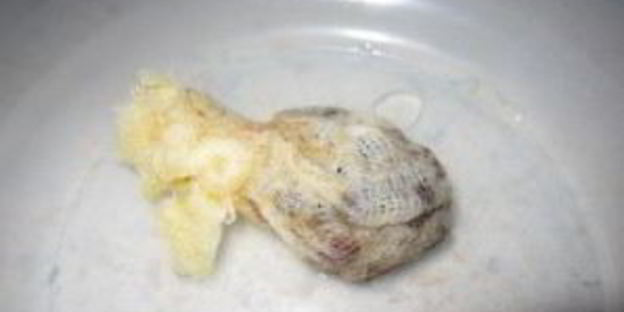 маринованная тыква на зиму