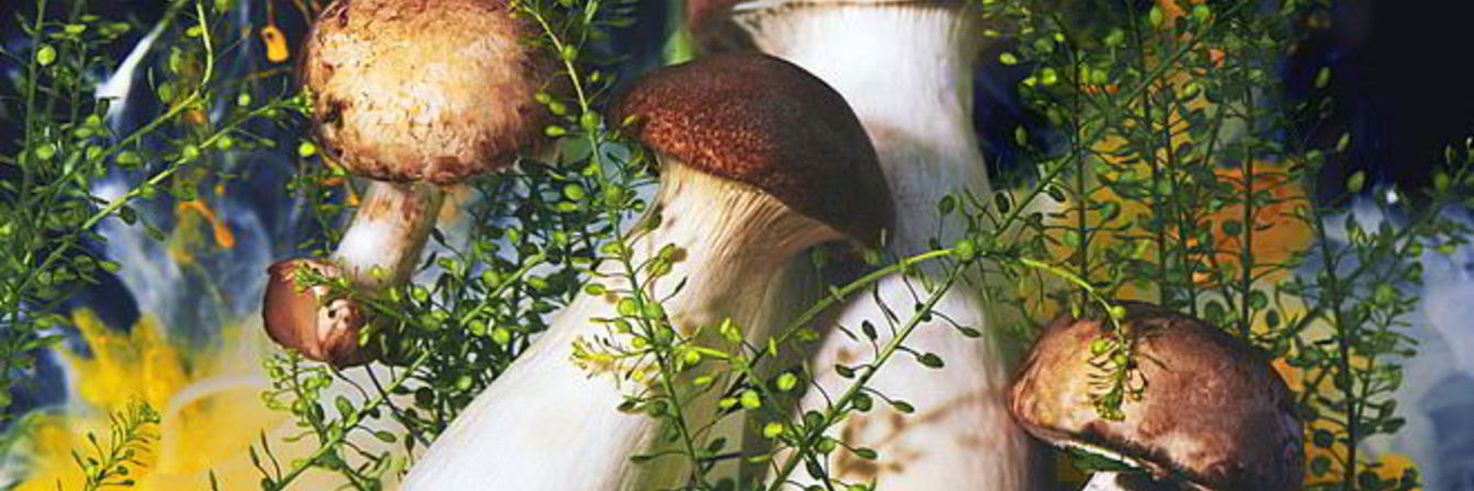 Маринованные грибы подтопольники