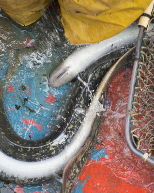 Маринованные миноги на зиму