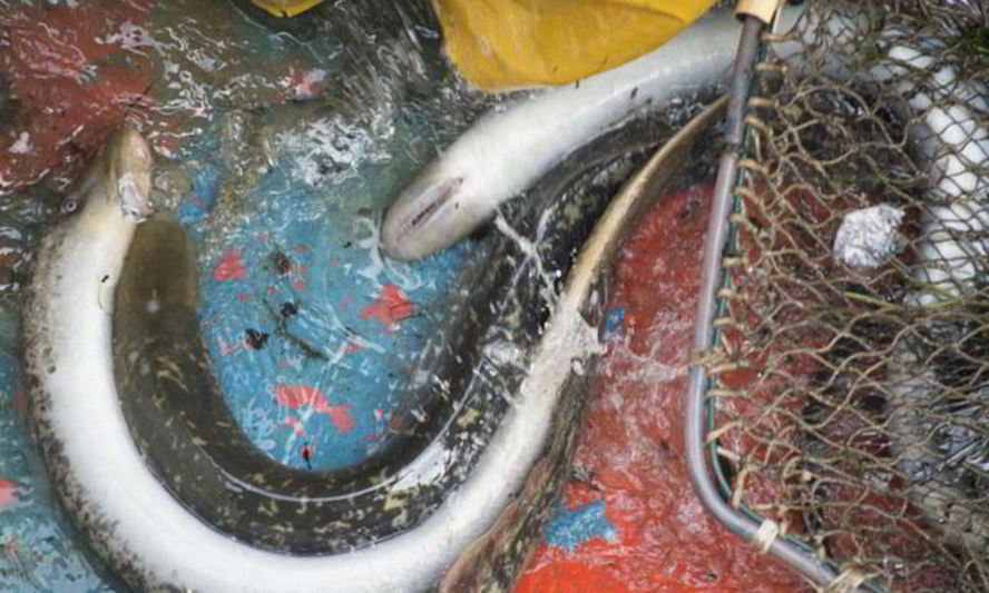 Рецепт маринованных миног на зиму