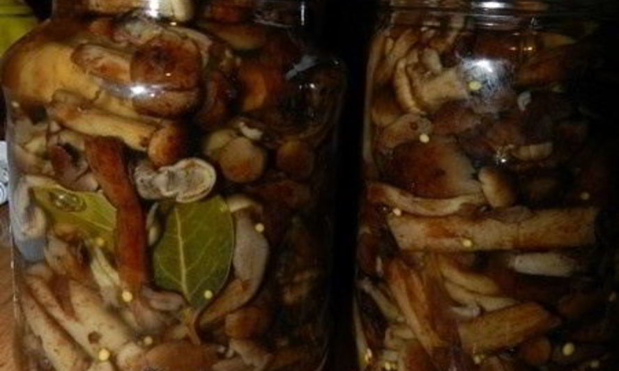 Рецепт маринованных опят с горчицей