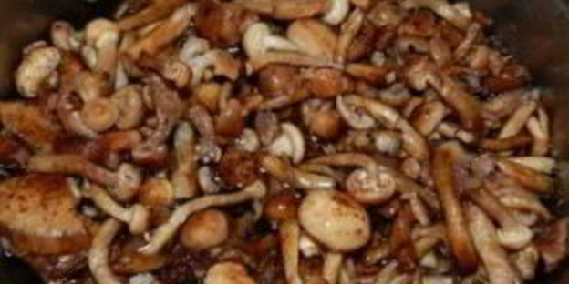 маринованные опята с горчицей