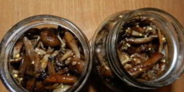 маринованные опята с горчицей