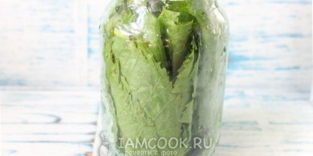 маринованные виноградные листья на зиму