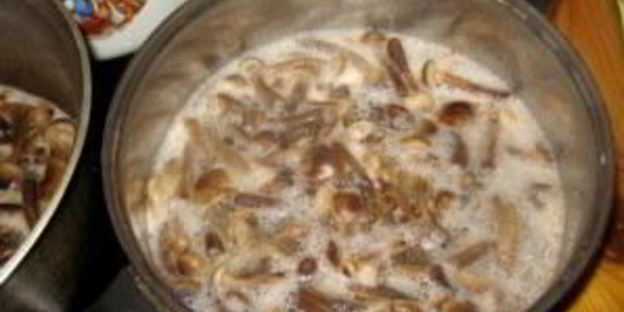 опята, маринованные в банках