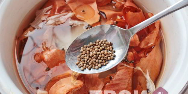 сало в луковой шелухе