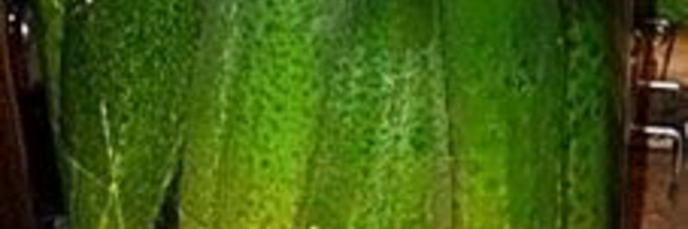 Соленые огурцы на зиму