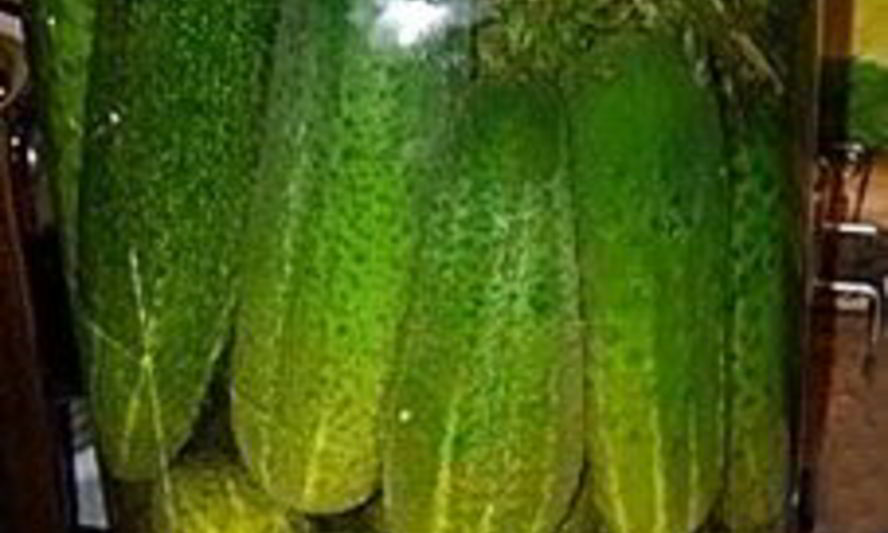 Рецепт соленых огурцов на зиму