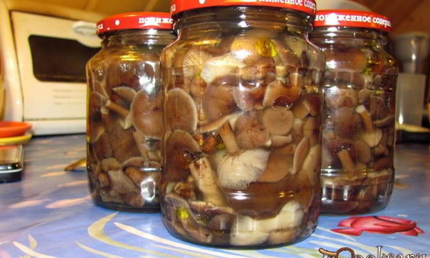 Рецепт соленых опят на зиму