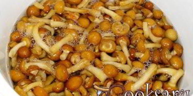 соленые опята на зиму