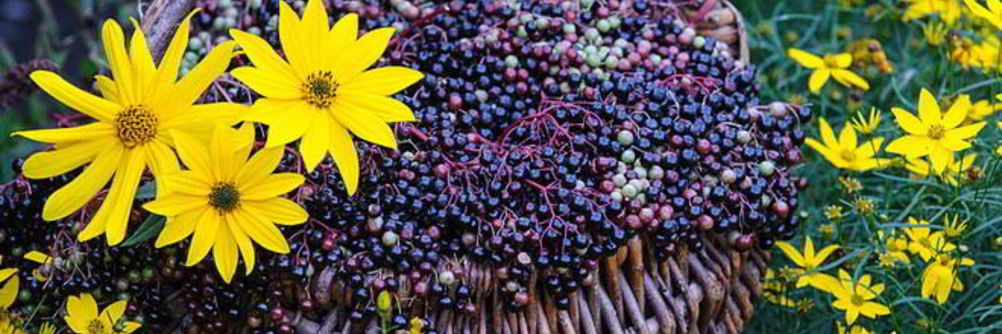 Варенье из бузины