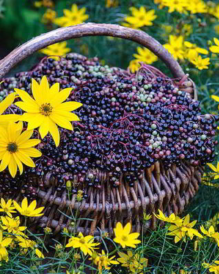 Варенье из бузины