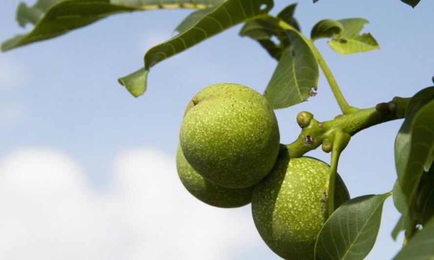 Рецепт варенья из зеленых орехов