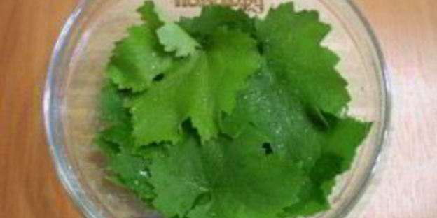 виноградные листья на зиму