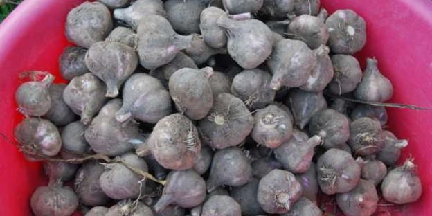 заготовка чеснока на зиму