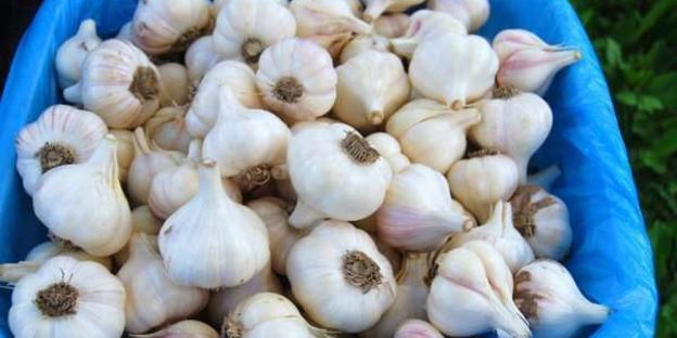 заготовка чеснока на зиму