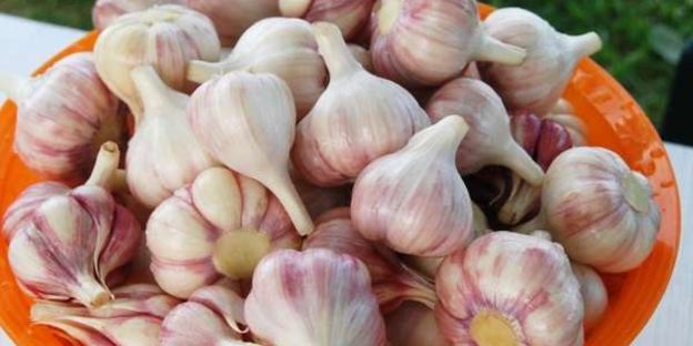 заготовка чеснока на зиму