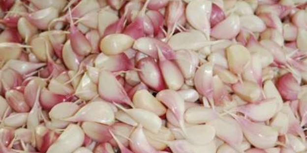 заготовка чеснока на зиму