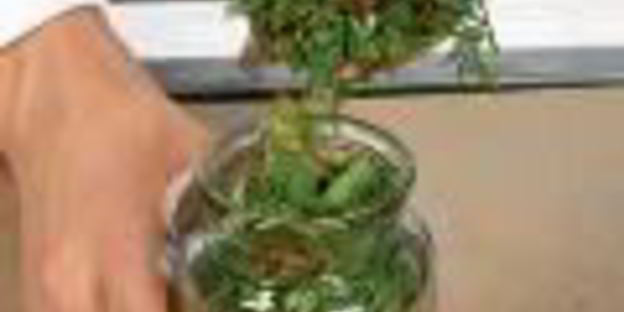 заготовка из огородной зелени