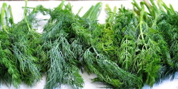 замороженный укроп на зиму