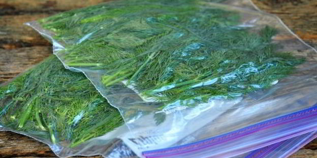 замороженный укроп на зиму