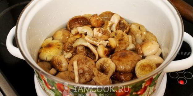 засолка опят на зиму горячим способом в банках