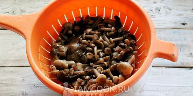 засолка опят на зиму горячим способом в банках