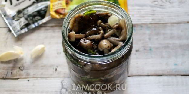засолка опят на зиму горячим способом в банках