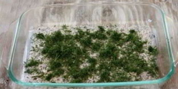 бутерброды с форелью