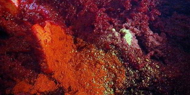 свекольная икра