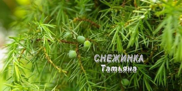 паштет куриный с черникой