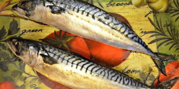 рулеты из скумбрии с сыром и овощами