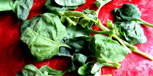 закуска редиска на творожке